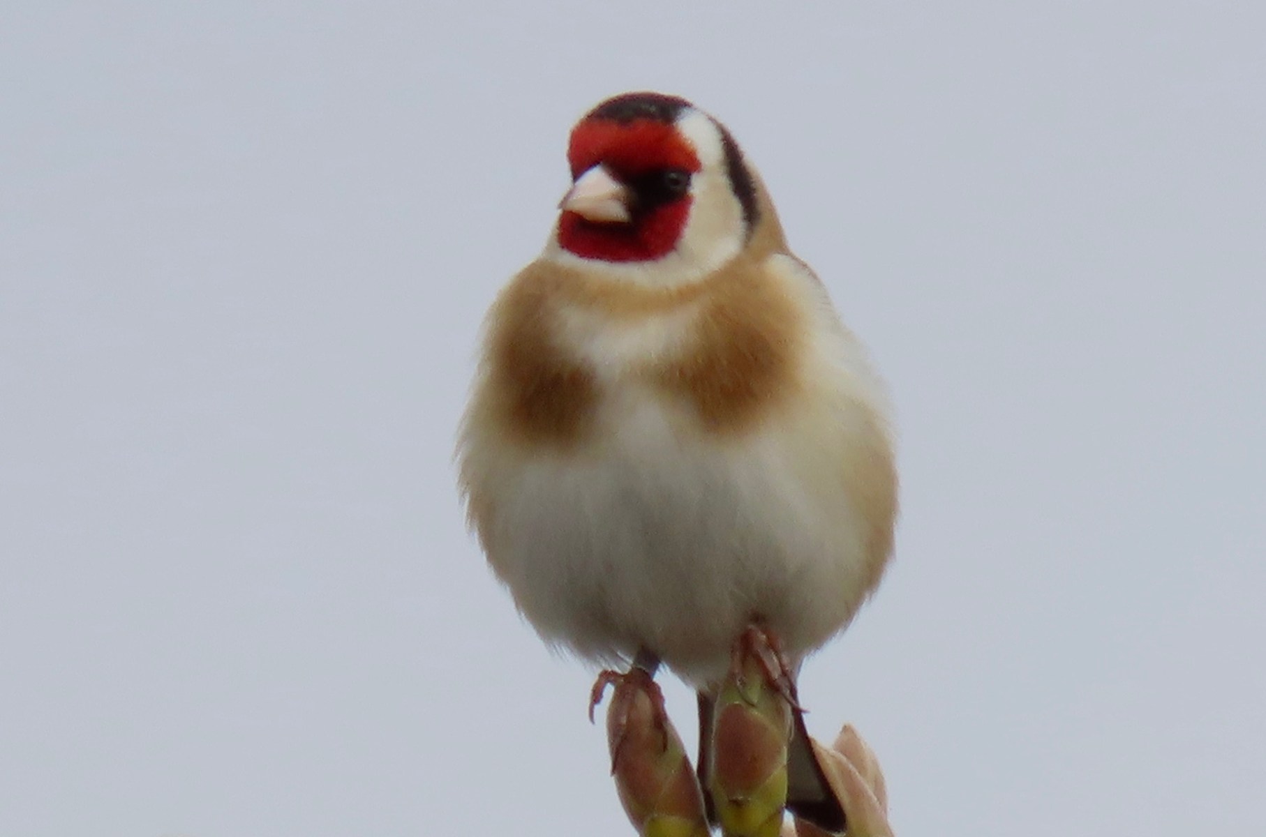 goldfinch