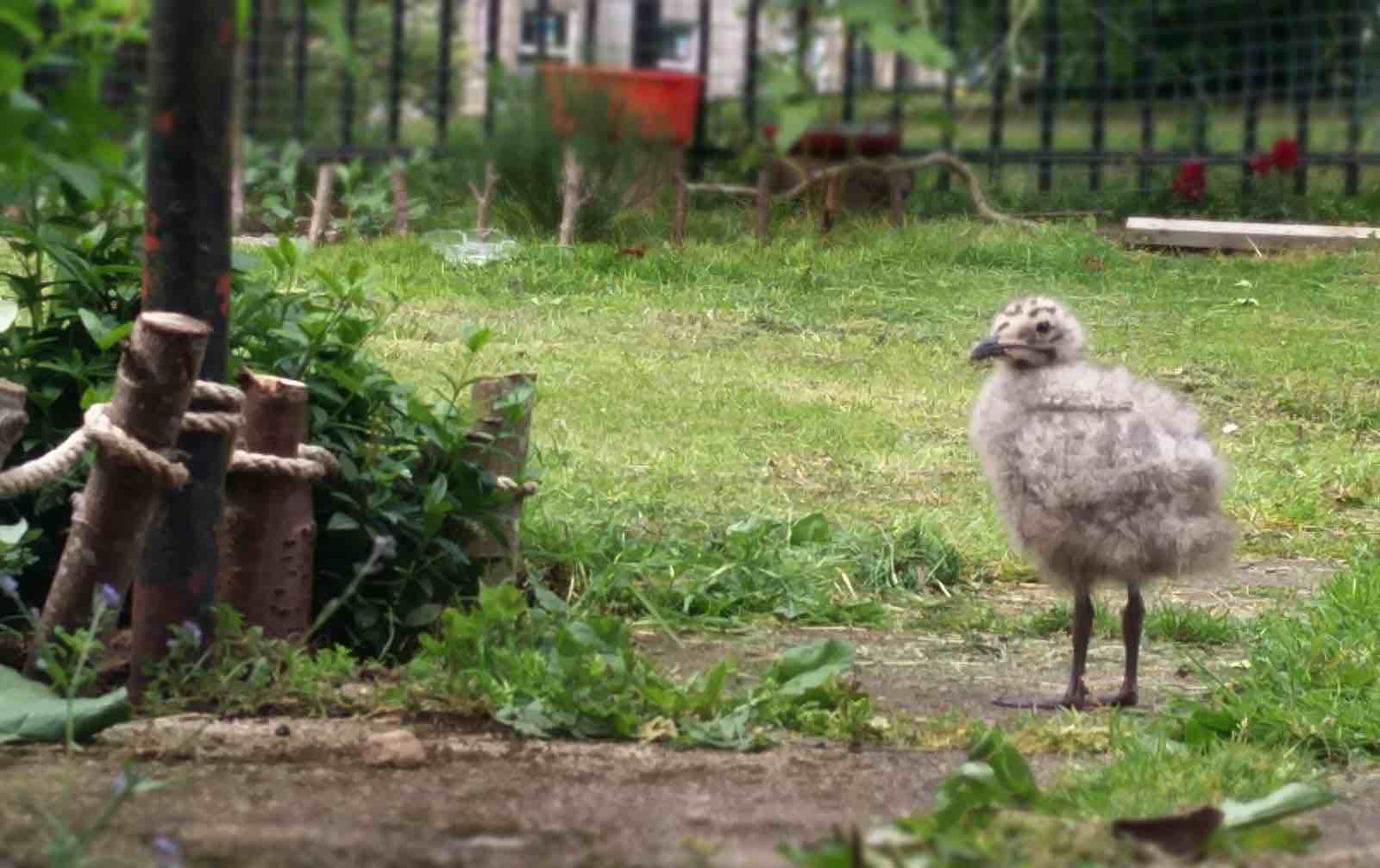 herring gull chick