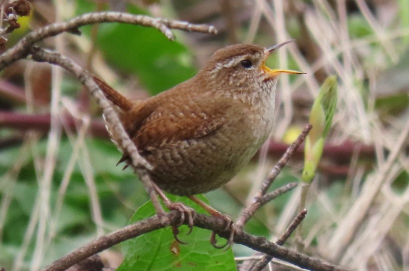 Wren