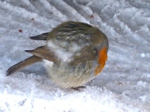 robin cold