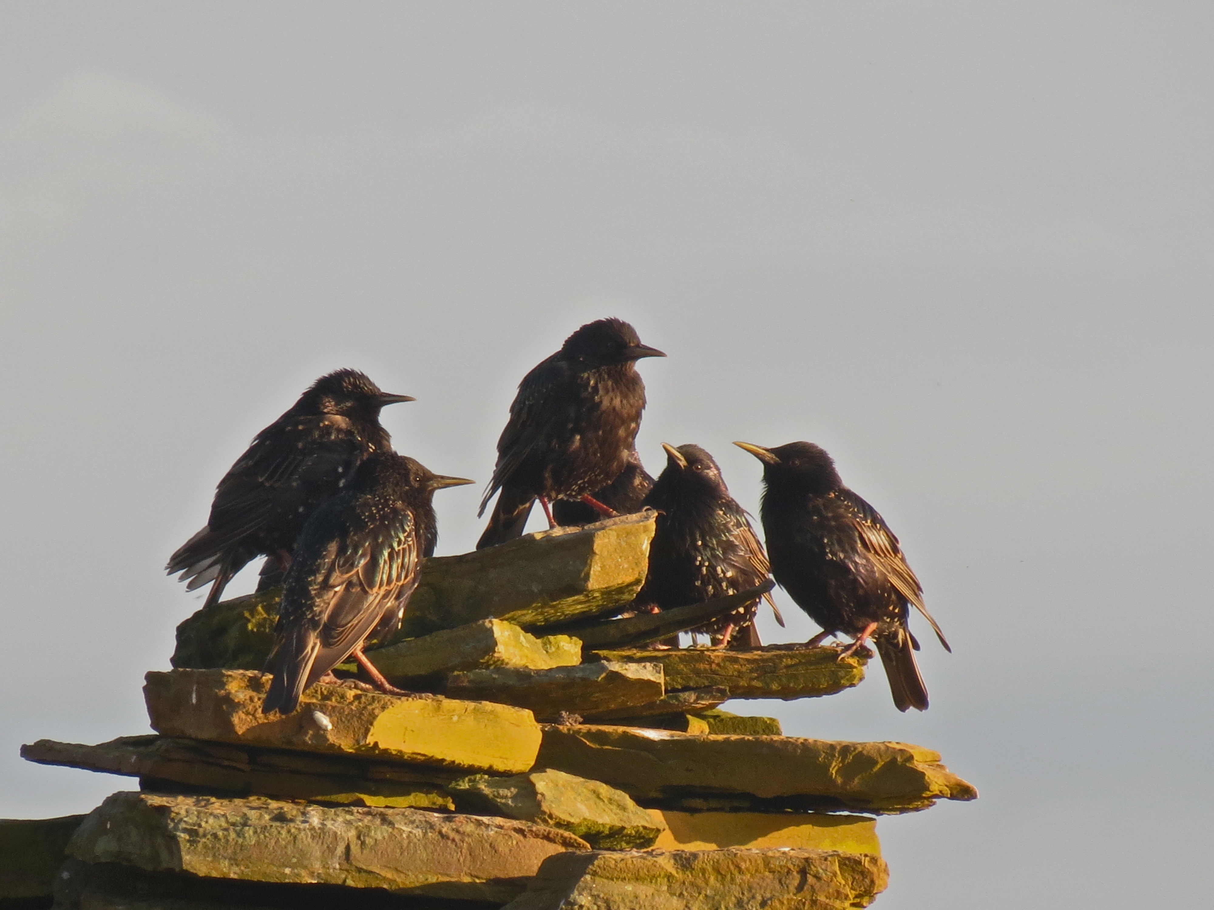 starling huddle