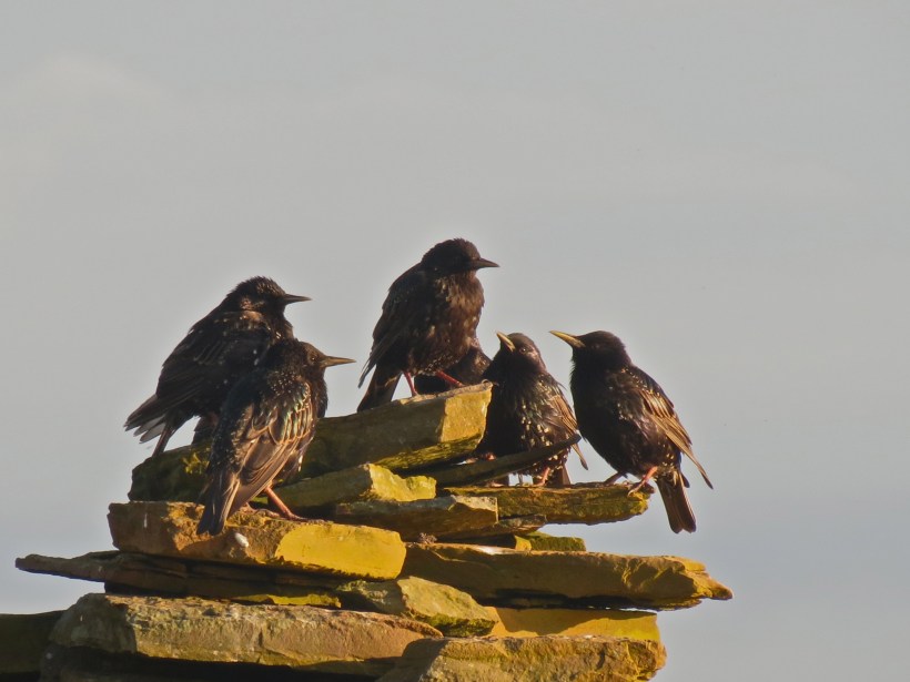 starling huddle