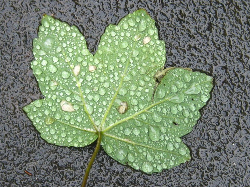 sycamore leaf