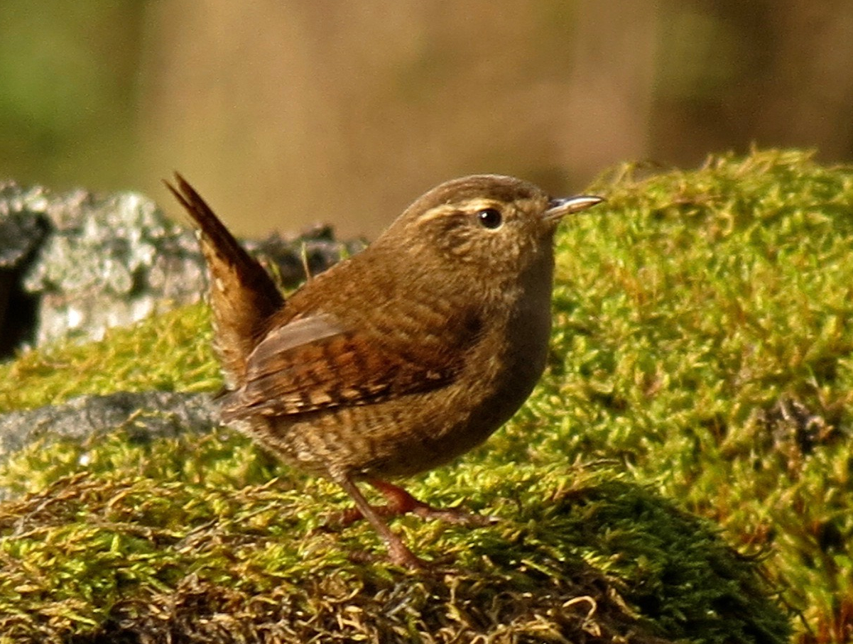 wren