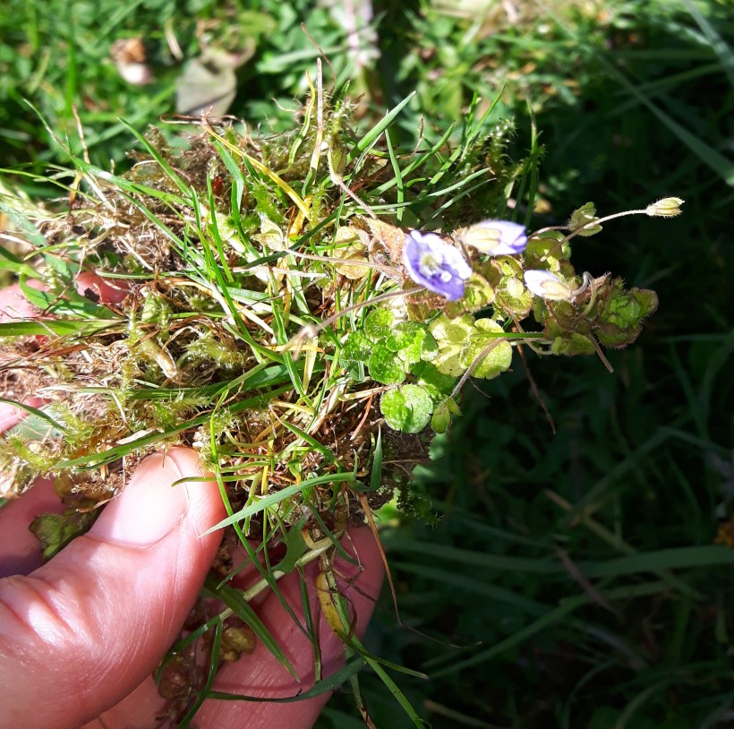 13 Speedwell - dug up with roots