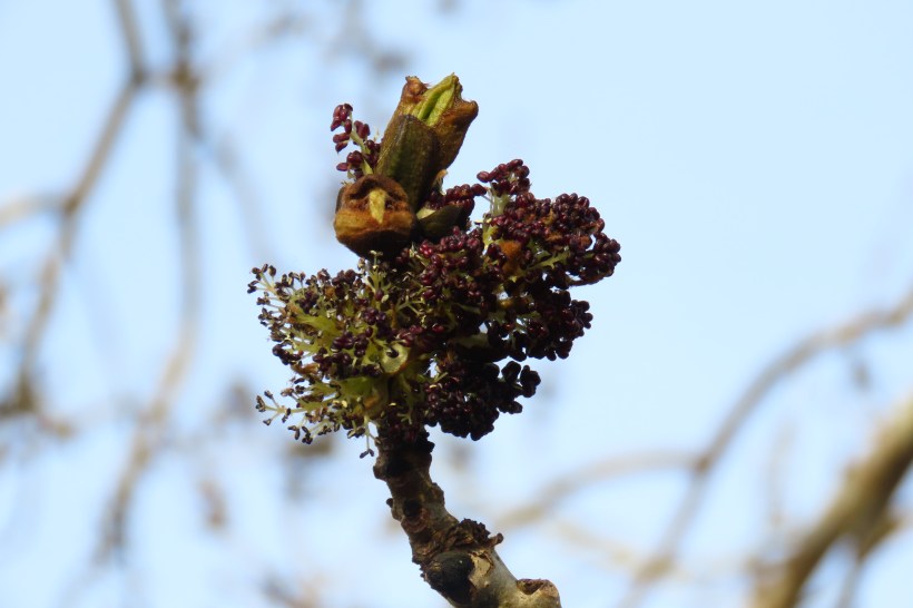 close up flower and bud
