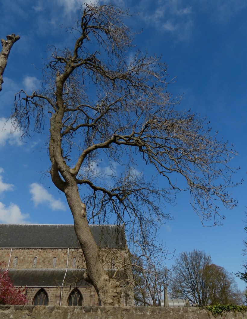 mature, St Machar 29.4.20