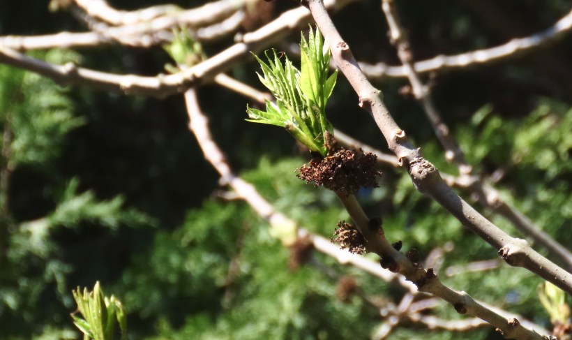 new ash leaves 23:4:20