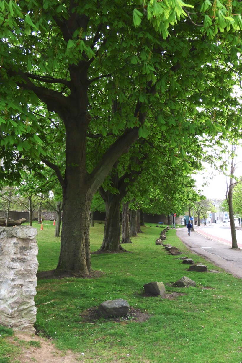 row of trees, Powis 1.5.20